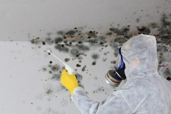 Mold removal services