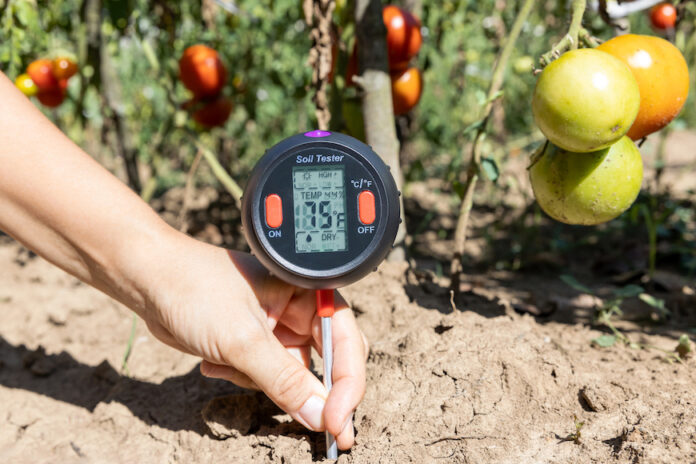Measuring temperature of the soil in a vegetable garden using soil thermometer
